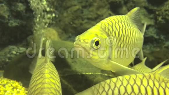 水族馆里的鲤鱼鱼缸里的鱼视频的预览图