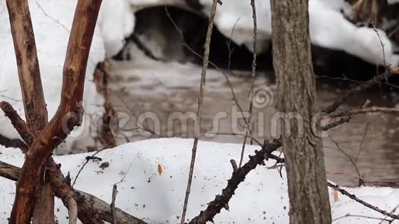 小溪在春天融雪视频的预览图