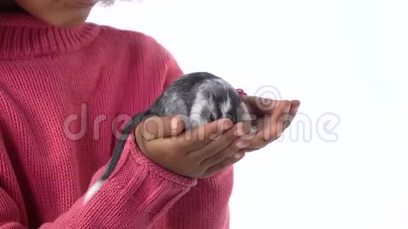 小非洲女孩手里拿着一只灰色的大型装饰啮齿动物白色背景下有一条羊毛尾巴快关门慢动作视频的预览图