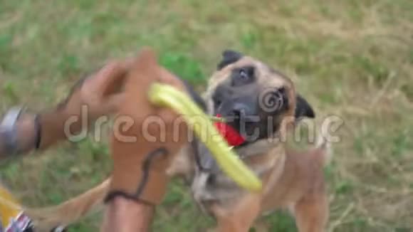 在森林里用红球训练狗视频的预览图
