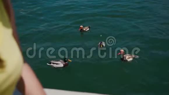 女游客在假期喂鸭子意大利利蒙加尔达湖关门视频的预览图