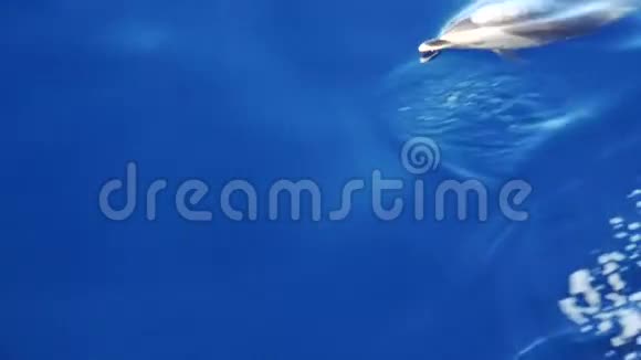 海豚在红海的碧水中游泳视频的预览图