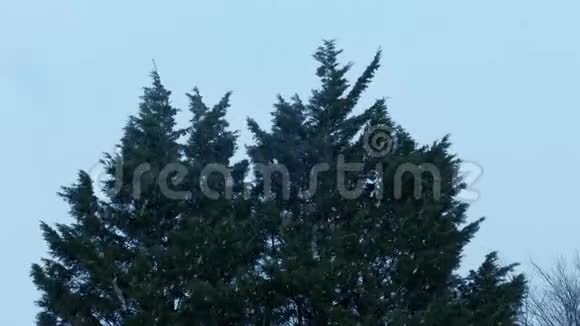 雪和风中的树木视频的预览图
