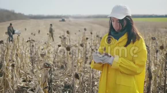 年轻的女农民在收割时站在玉米地上女孩拿成熟的玉米来检查质量培养视频的预览图