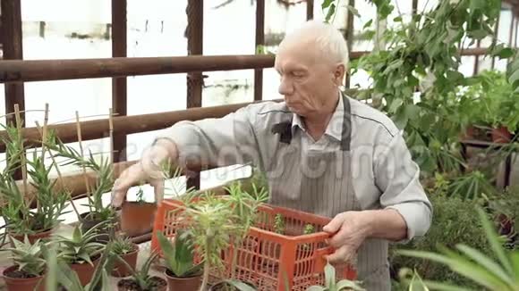 一位在温室里工作的老年男性园丁园艺和积极退休视频的预览图