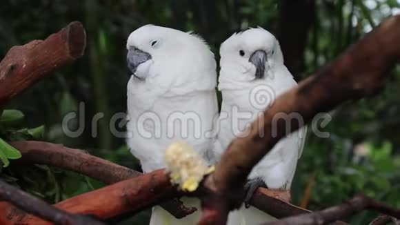 两只相爱的白鹦鹉正看着镜头视频的预览图