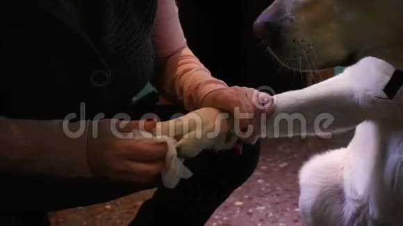 中年妇女清洗她的狗爪子从遛弯视频的预览图