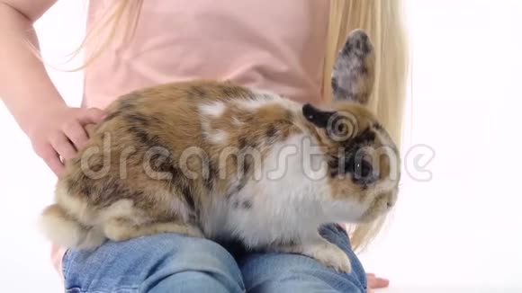 金发的小女孩在白色的背景下抚摸着毛茸茸的三色兔子慢动作关门视频的预览图