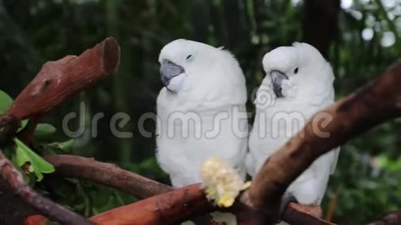 两只白色鹦鹉睡在树上视频的预览图