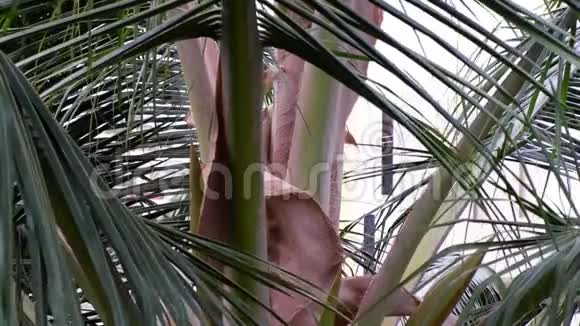 椰子树叶子和风视频的预览图