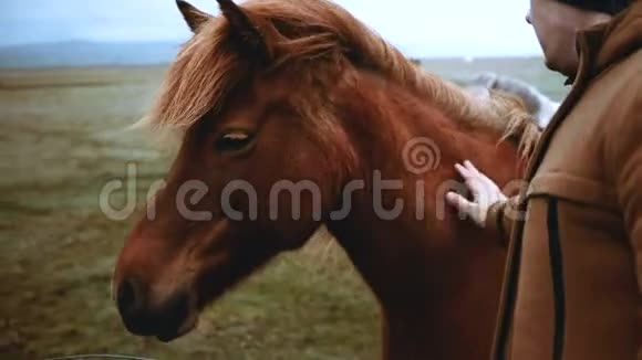 近距离观看年轻的旅人抚摸着在田野上放牧的棕色冰岛马在大自然中行走的游客视频的预览图