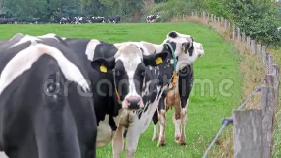 在绿草上放牧奶牛视频的预览图