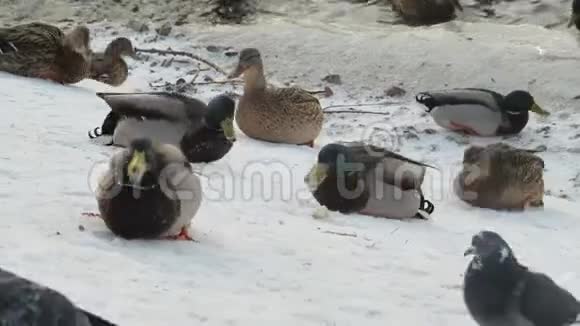一群鸭子在雪地上吃东西视频的预览图