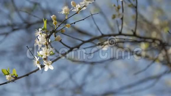 白花树枝视频的预览图