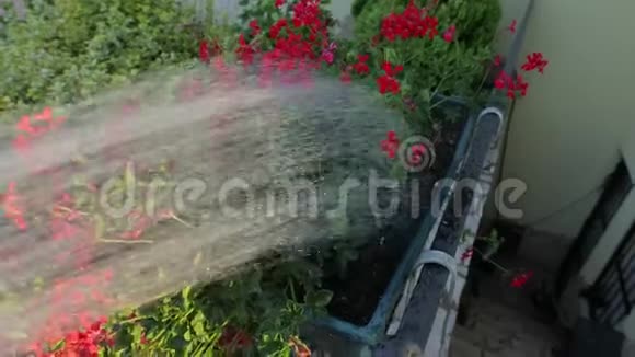 给花园里的植物浇水视频的预览图