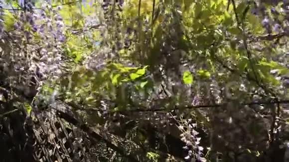 紫藤中出现的极可爱的猫视频的预览图