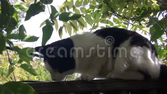 黑白燕尾服猫在围栏上视频的预览图