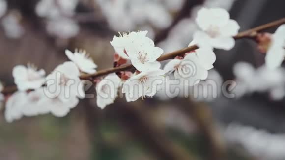 开花的杏枝视频的预览图