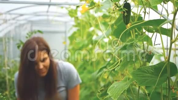 女人在温室里收集黄瓜视频的预览图