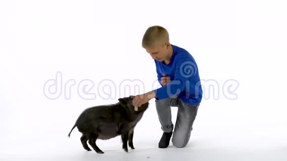 男孩正在喂小黑猪迷你猪在白色背景慢动作视频的预览图