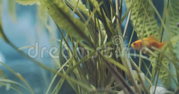 水族馆中的金鱼在藻类之间视频的预览图