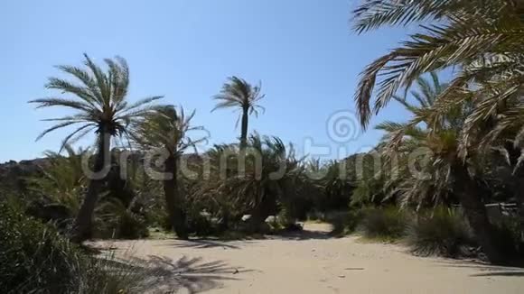 棕榈林Vai视频的预览图