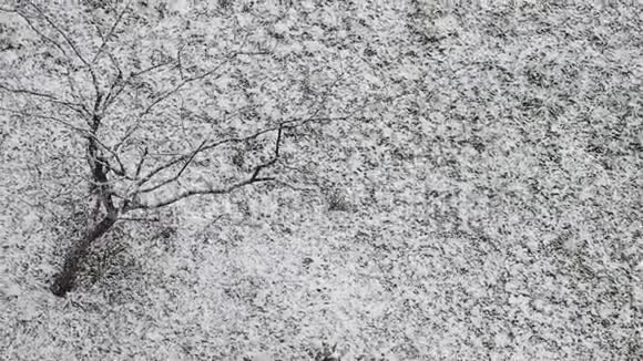 春雪寂寞树视频的预览图