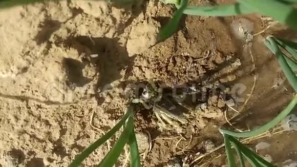 一个昆虫在地上挖洞视频的预览图