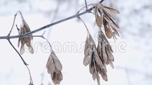 冬天的干燥种子视频的预览图