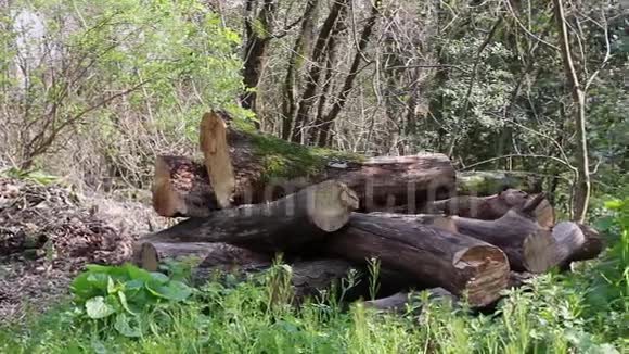 森林里的木桩视频的预览图