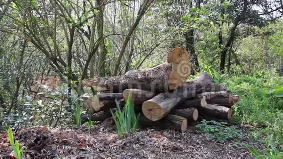 森林里的木桩视频的预览图