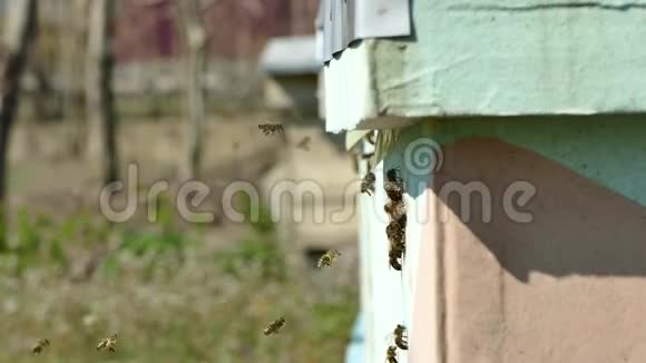 蜜蜂飞向蜂巢工作中的蜜蜂视频的预览图