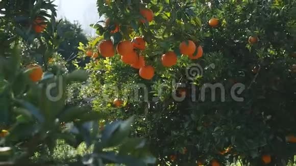 年轻女子走在橙色的花园里触摸水果视频的预览图