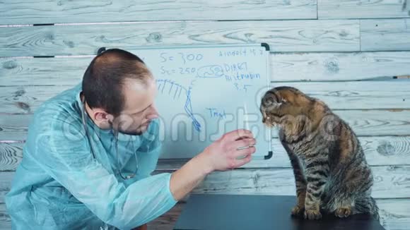 兽医诊所兽医检查时可爱的猫视频的预览图