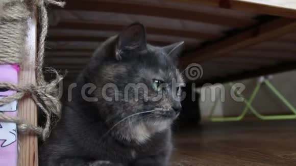 一只灰色的猫坐在家里的地板上视频的预览图