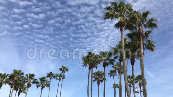 加州威尼斯海滩上的棕榈树视频的预览图