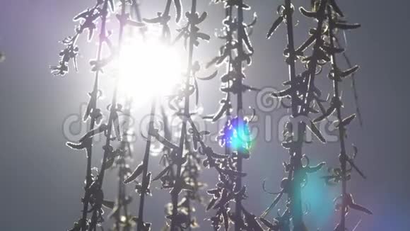 太阳穿过柳树的枝条视频的预览图