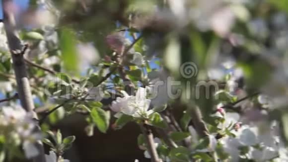 苹果开花的树枝视频的预览图