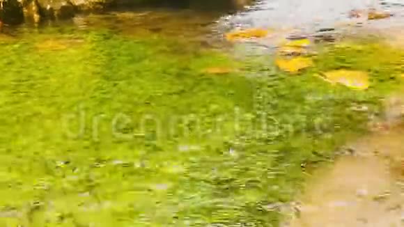 秋天的景色树叶漂浮在池塘上视频的预览图
