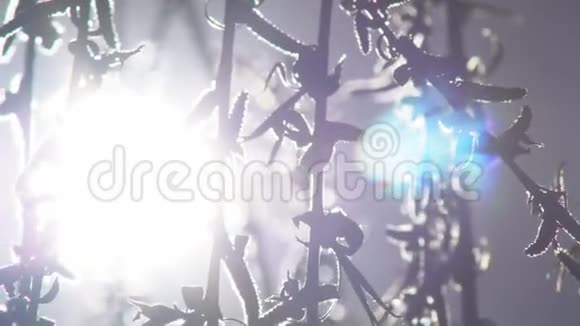 太阳穿过柳树的枝条视频的预览图
