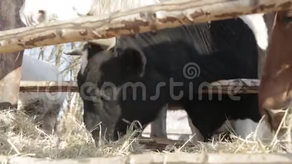 黑牛和白马在木栅栏后面吃干草视频的预览图