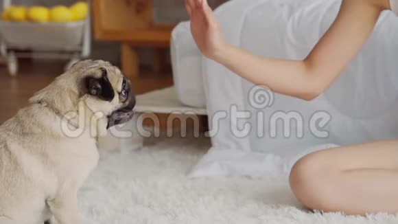可爱的狗狗给爪子高五个主人的爱感觉如此幸福舒适视频的预览图