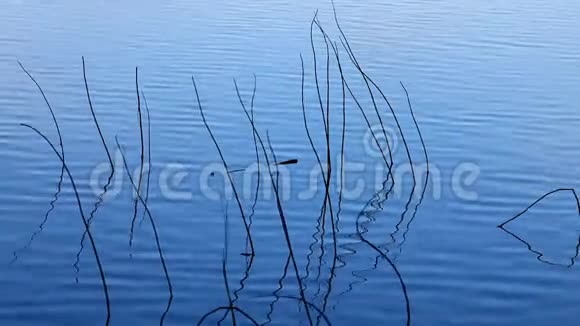 湖背景的蓝色水视频的预览图