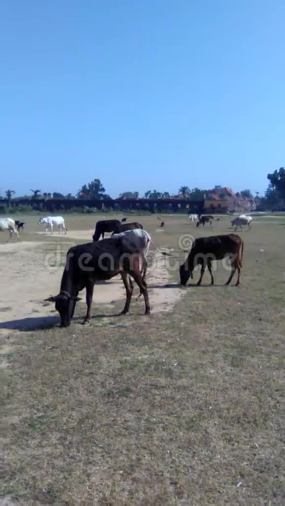 印度一群奶牛在田野上吃草视频的预览图