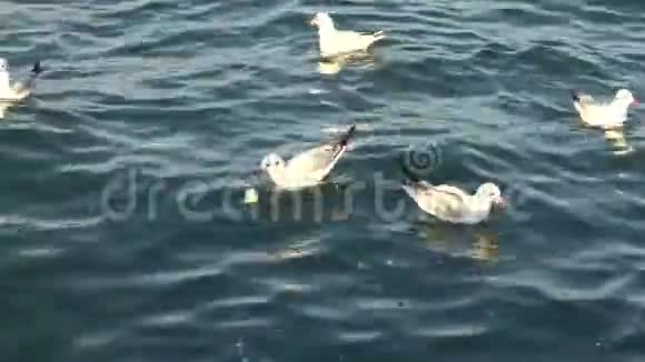 海鸥在黑海飞翔游泳视频的预览图