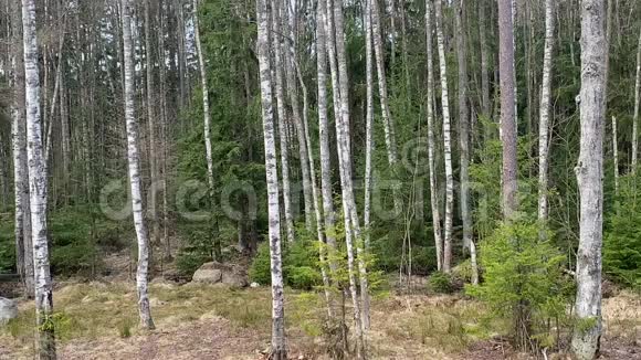 春天森林里的树视频的预览图