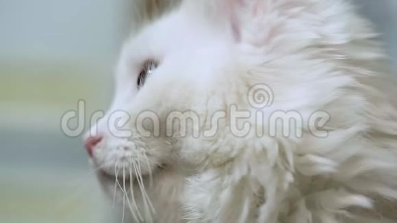 蓝眼睛大的白猫视频的预览图