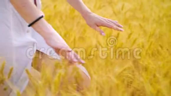 收获季节年轻的女性手抚摸麦穗视频的预览图