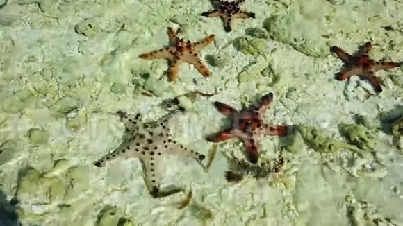 热带海滩上的海星视频的预览图