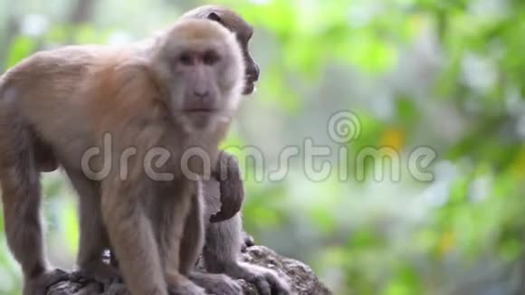 两只雄性野生猴子视频的预览图